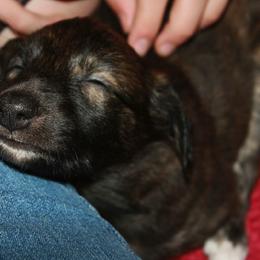 Windsprite Puppies from Wylde Pups
