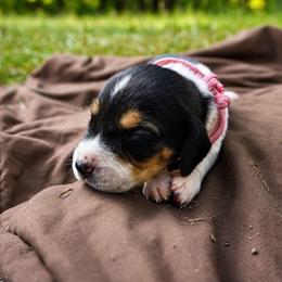 Pink girl - Tri-colored female Treeing Walker Coonhound puppy in Lovelady, Texas from 3 Color Kennel
