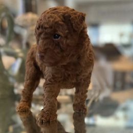 Boy 1 - Brown Poodle puppy in Hampton, Georgia from Pups By Glam