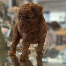 Boy 1 - Brown Poodle puppy in Hampton, Georgia from Pups By Glam