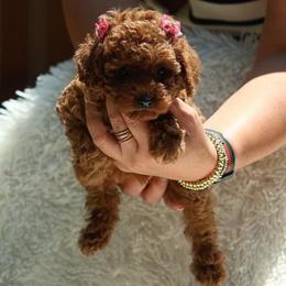 Ginger- Pink Collar - Red  female Poodle puppy in Atlanta, Georgia from Sprinkle Me Puppy