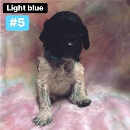 Droopy - White and black ticked male Large Münsterländer puppy in Fremont, Wisconsin from Feather Cloud Kennels