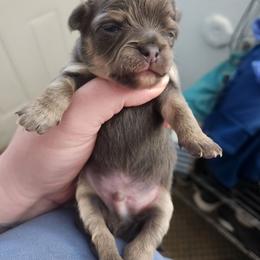 Arley - Blue and tan male Chihuahua puppy in Ashtabula, Ohio from Paw's & Awe's Chihuahuas