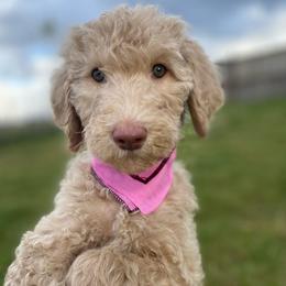 Charlie (Pink Collar) - Cream female Labradoodle puppy in Toledo, Washington from Bigfoot Doodles