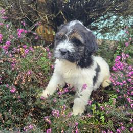 Bow - Brown and white male Saint Berdoodle puppy in Castle Rock, Washington from PNW Saint Berdoodles
