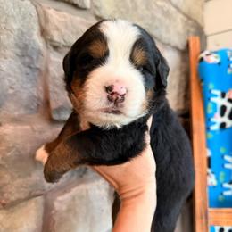 Woody - Tri-color male Bernese Mountain Dog puppy in Fort Meade, Florida from Baldwin Dood Ranch