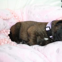 Belgian Malinois Puppies from Pyrex Kennels