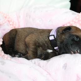 Belgian Malinois Puppies from Pyrex Kennels