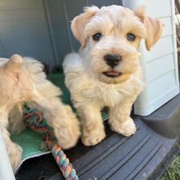 Kazoo - Wheaten male Miniature Schnauzer puppy in Hemet, California from Journee Home Mini Schnauzers