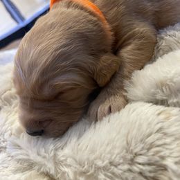 Golden Retriever Puppies from Tradershire Goldens