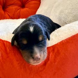 Girl 2 - female Bernedoodle puppy in Fallbrook, California from BFF Bernedoodles