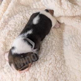 Gray - Black white and tan male Beagle puppy in Vallejo, California from Tailwindfarm