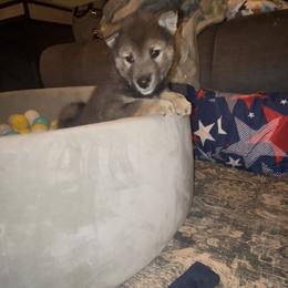 Shiba Inu Puppies from Animal Farm Shiba Inus & Mameshibas