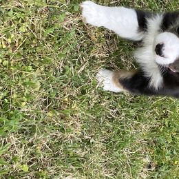 Boy 1 Smokey - Toy Australian Shepherd puppy in Nashville, Tennessee from Mikayla Chouinard's Aussies