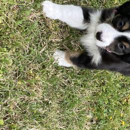 Boy 1 Smokey - Toy Australian Shepherd puppy in Nashville, Tennessee from Mikayla Chouinard's Aussies
