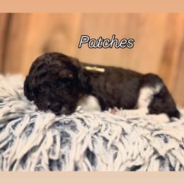 Girl 7 - Black and white female Sheepadoodle puppy in Danville, Indiana from Marley’s Doodle Ranch