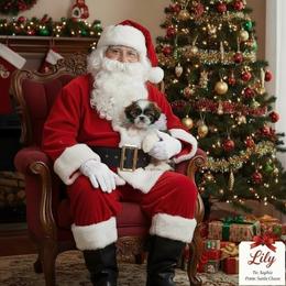 Jazzy - Brown and white female Shichon puppy in Brainerd, Minnesota from Angie’s Teddy Bear Puppies Minnesota