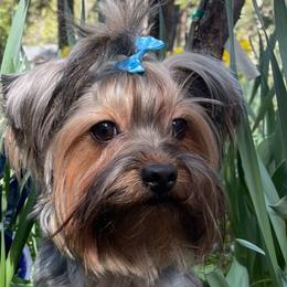 Bear - Yorkshire Terrier