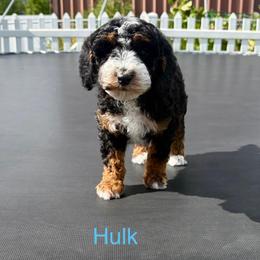 Hulk - Phantom male Poodle puppy in Henefer, Utah from Mountain Valley Poodles