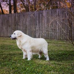 Henry - Golden Retriever