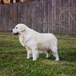 Henry - Golden Retriever