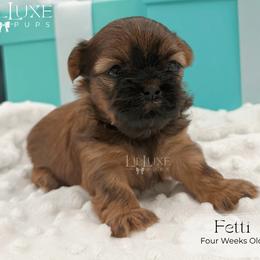 Fetti - Red female Shorkie puppy in Scottsdale, Arizona from Lil Luxe Pups