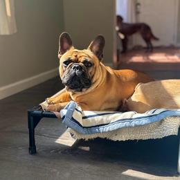 Elmer - French Bulldog