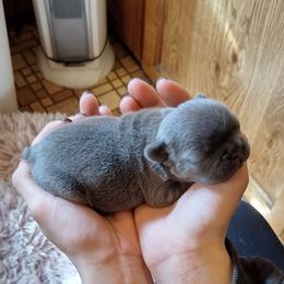 French Bulldog Puppies from Liebsthal