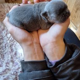 French Bulldog Puppies from Liebsthal