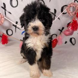 Twix - Tri-color male Bernedoodle puppy in Luana, Iowa from Country View Bernedoodles and Goldendoodles