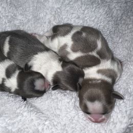 Shih Tzu Puppies from Lavender Lane Tzus