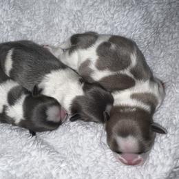Shih Tzu Puppies from Lavender Lane Tzus