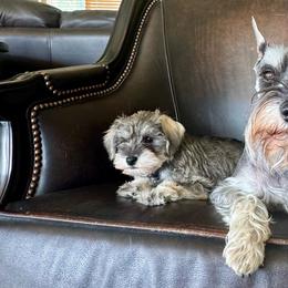 Schultzi - Miniature Schnauzer