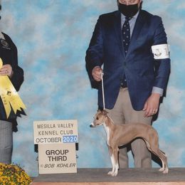Koko - Italian Greyhound
