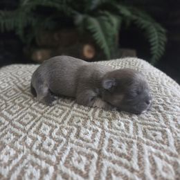Boy 1 - Blue male Shih Tzu puppy in Smithville, Georgia from The Luckie Puppy