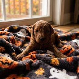 Boy 3 - Red  male Poodle puppy in Mc Henry, Illinois from Sunset Maple Poodles
