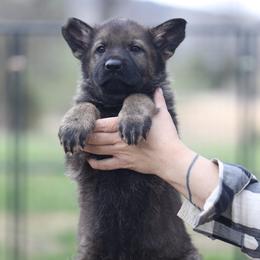 Utah - Sable female German Shepherd puppy in Philippi, West Virginia from Vom Haus Highlands