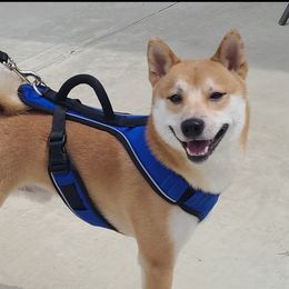 Eggo - Shiba Inu
