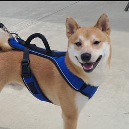 Eggo - Shiba Inu
