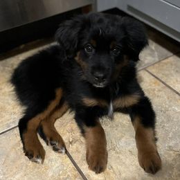 Miniature Australian Shepherds from Rockin CT Mini Aussies