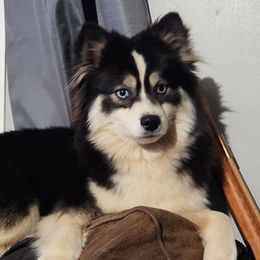 Pepper - Pomsky