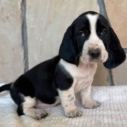Ivy - Black and white female Basset Hound puppy in Yarnell, Arizona from Boulder Oak Bassets