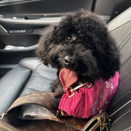 Bernedoodle, Goldendoodle, and Shih Tzu Puppies from TrueLine kennels