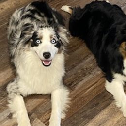 Sadie - Miniature Australian Shepherd