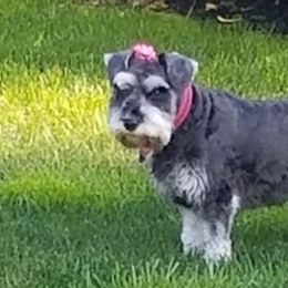 Miniature Schnauzers from Sovereign Gemstone Schnauzers