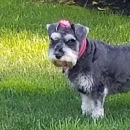 Miniature Schnauzers from Sovereign Gemstone Schnauzers