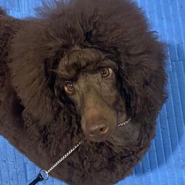 Poodles from Cloverhill Poodles