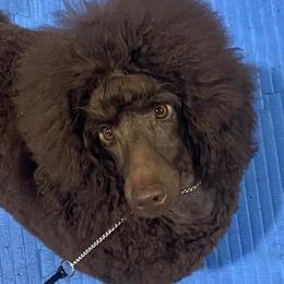 Poodles from Cloverhill Poodles