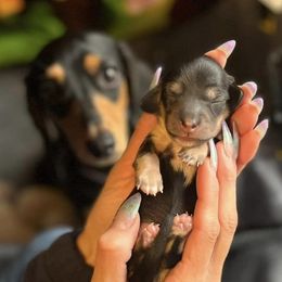 Dachshunds from Chamberlains Doxie