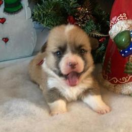 Hazel girl 2 Red - Sable female Pembroke Welsh Corgi puppy in Shelley, Idaho from Whistling Wind Corgi’s
